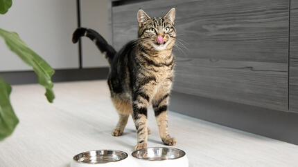 Can Cats Eat Turkey Important Tips Revealed Purina